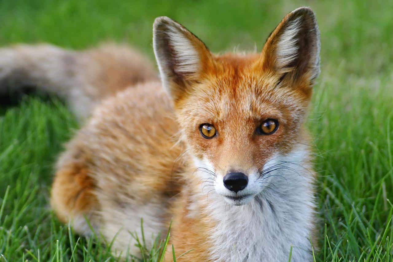 fox, nature, animals-5042210.jpg