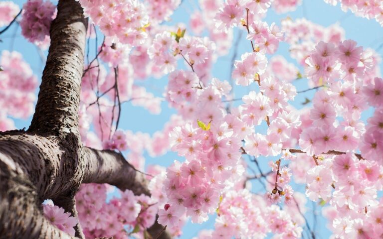 japanese cherry blossom, flowers, tree-1839982.jpg