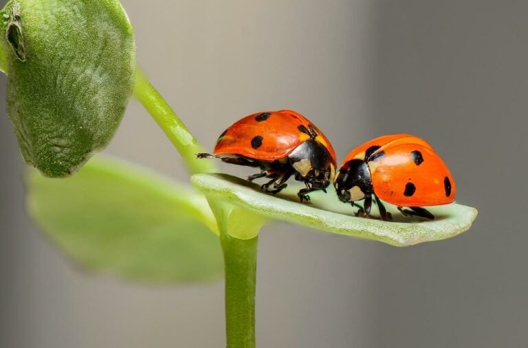 ladybugs, insects, pair-1593406.jpg