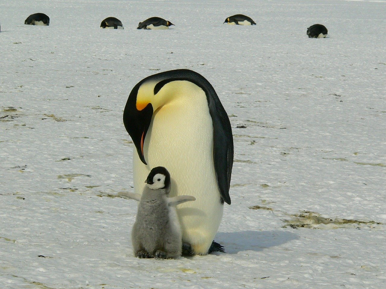 penguins, emperor penguins, baby-429134.jpg
