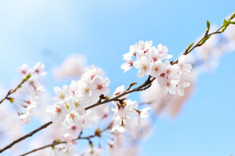 spring, plant, cherry blossoms-2218771.jpg