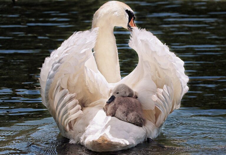 swan, baby swan, white-4208564.jpg
